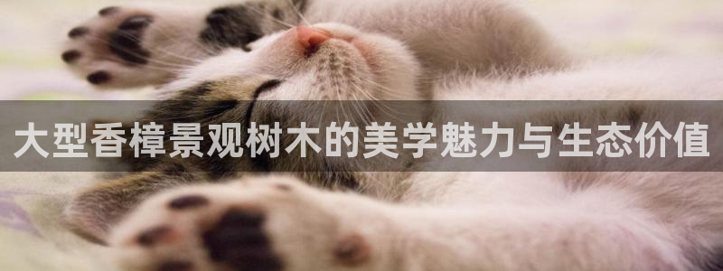 白宫摩根会娱乐有限公司