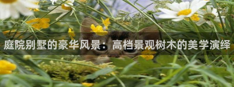 上投摩根娱乐