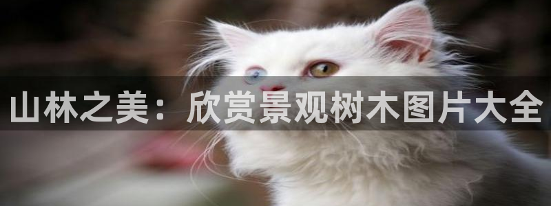 摩根娱乐宝教程