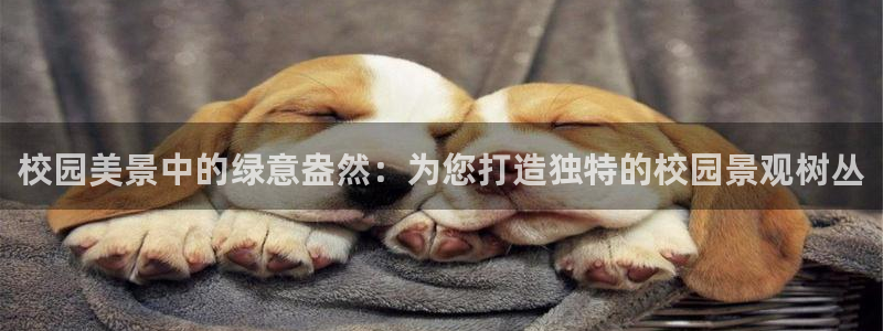 摩根娱乐dj
