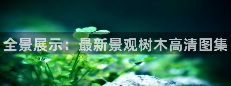 摩根大通王者娱乐：全景展示：最新景观树木高清图集