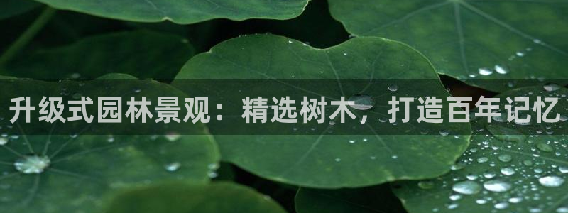 摩根娱乐公会创始人