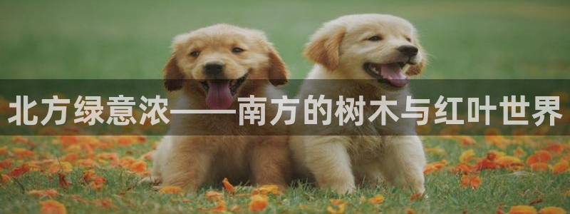 摩根国际娱乐宝下载