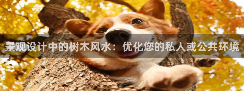 摩根娱乐和摩根国际