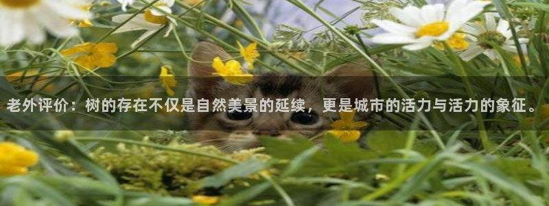 摩根娱乐创始人