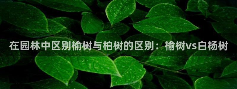 摩根国际娱乐