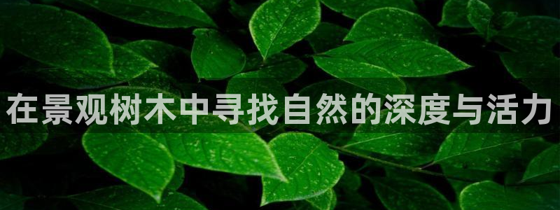 摩根娱乐信益怎么样