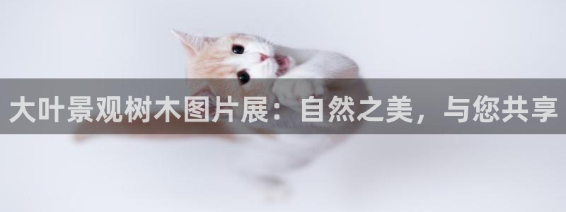 摩根娱乐老lb板50820