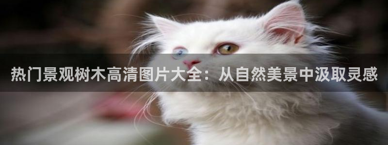 摩根娱乐50186夂