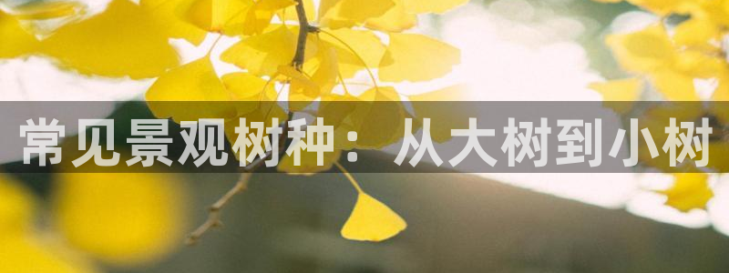 芜湖摩根一百有哪些娱乐