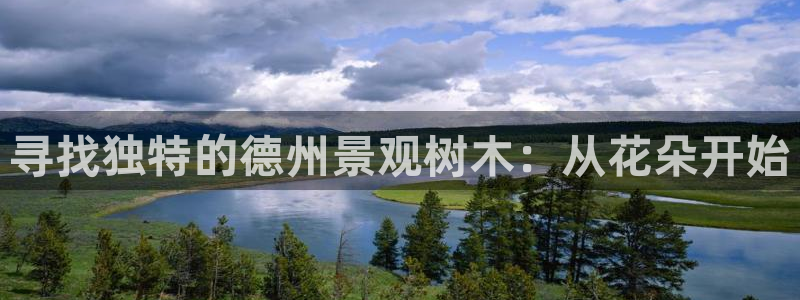 漳州摩根会娱乐:寻找独特的德州景观树木:从花朵开始