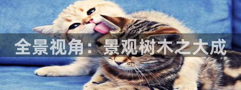 芜湖摩根一百有哪些娱乐