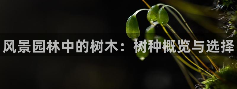 华视娱乐摩根王琛